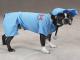 Dress your dog up in one of these funny Halloween costumes!