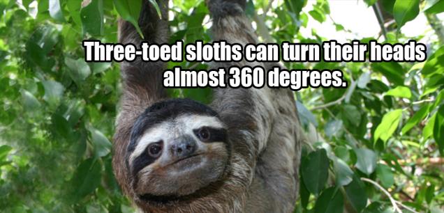15 Facts About Sloths That Could Cure Insomnia - Wow Gallery | eBaum's