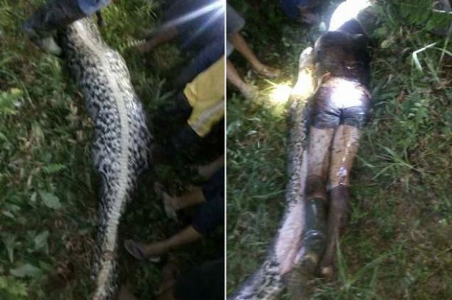 Body of man swallowed whole by monster 7m-long python is cut from its stomach by horrified villagers