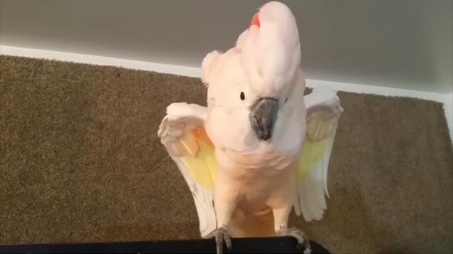 Angry Cockatoo Unleashes More Than 250 F-Bombs During Explicit Three Minute Rant