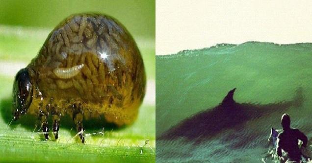 36 Images That Will Surely Trigger Your Nope Mechanism