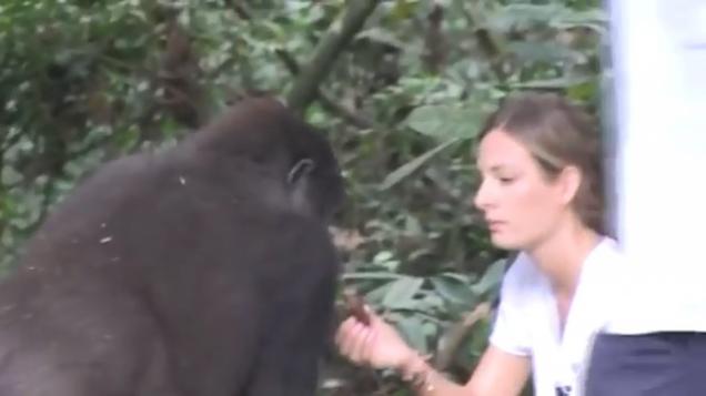 A Gorilla Remembers a Girl It had not Seen for 12 Years
