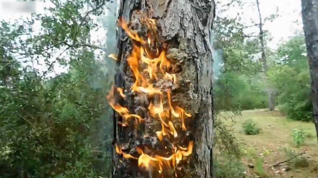 Lightning Hits Tree In Backyard Wow Video Ebaums World 