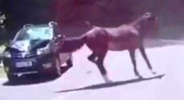 car gets wrecked by a wild horse