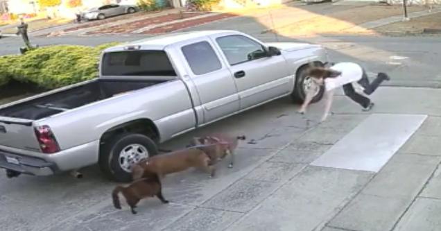 Cat Gets Mauled Because Pit Bull Owner Can't Control Her Dogs