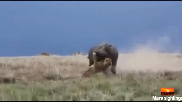 A lions attempt in hunting a hippo backfires horribly