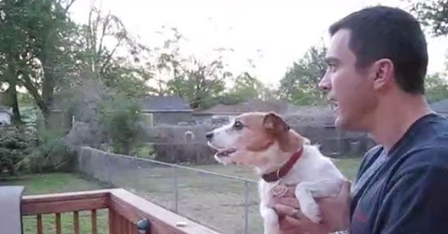 Jack Russell Loses His Mind When You Mention "Squirrels"