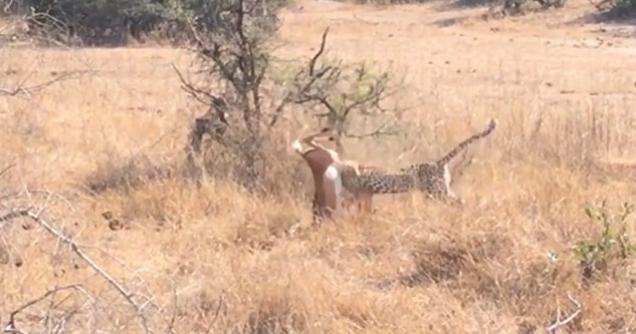 The Amazing Speed At Which A Leopard Can Take Down Prey