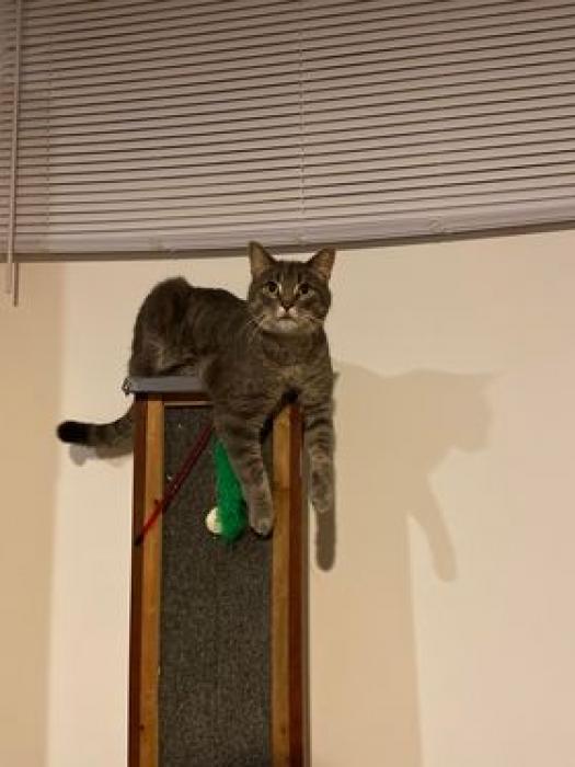 The cat seems to say, I want to go outside Wow Video eBaum's World