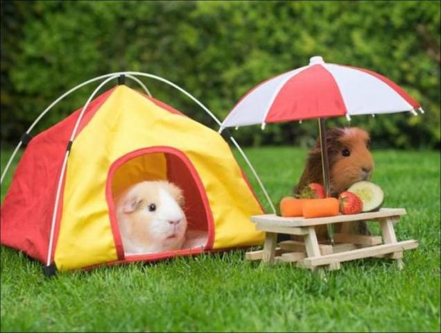 maldonado213 Random Pictures From The Interweb 456