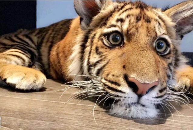 Having A Bad Thursday?? Well Here's Some Cute Fluffy Animals To Make It All Better