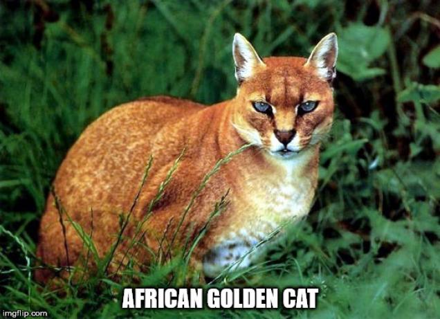 15 Different Cat Species You Might Not Know About