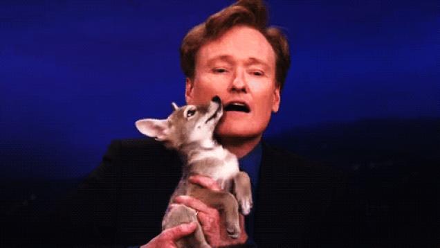 Moving Image Mayhem: Animal Edition