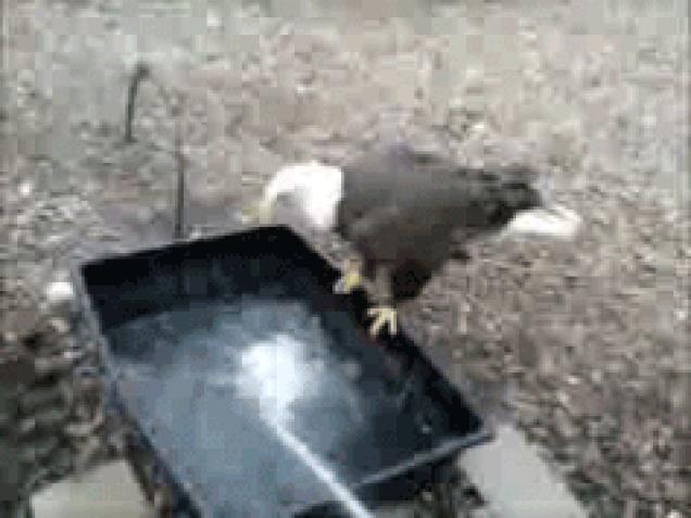 Moving Image Mayhem (Animal Edition)