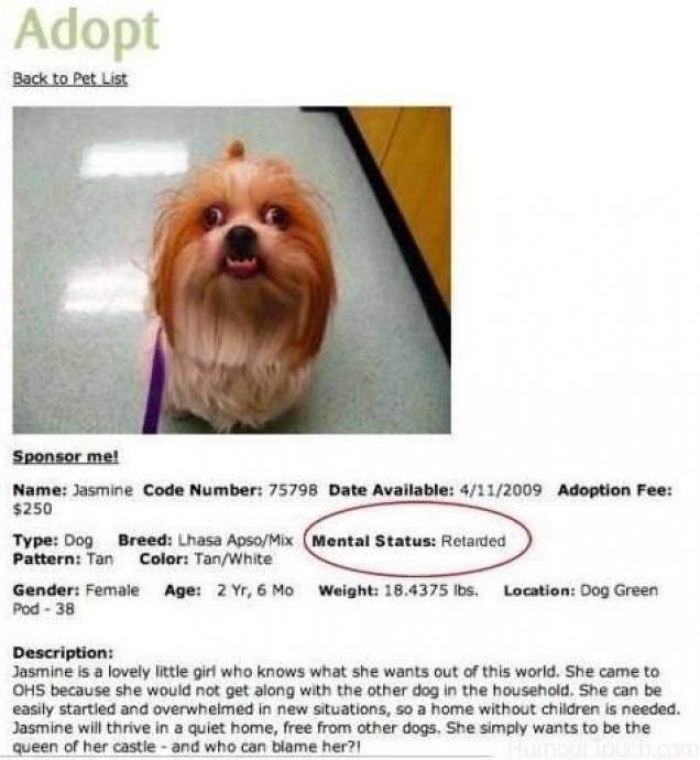 Date available. Adopt me Pets list. Adopt me Pet Dog. Mental status Dog. The Breed of your Dog meme.