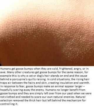 10 Signs of Evolution in humans.