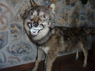 When Taxidermy Goes Wrong