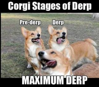 Dogs Making Goofy Faces