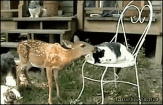 Cats with Surprising Best Friends - GIFs