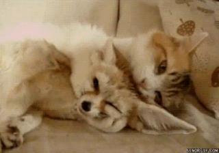 Caturday Gif dump