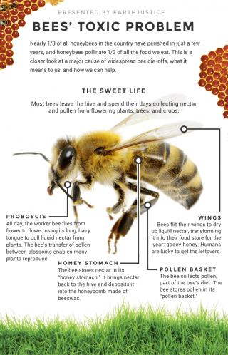 Bee's Are Dying and Scientists at Harvard Discovered Why