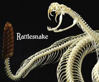 Animal Skulls and Skeletons