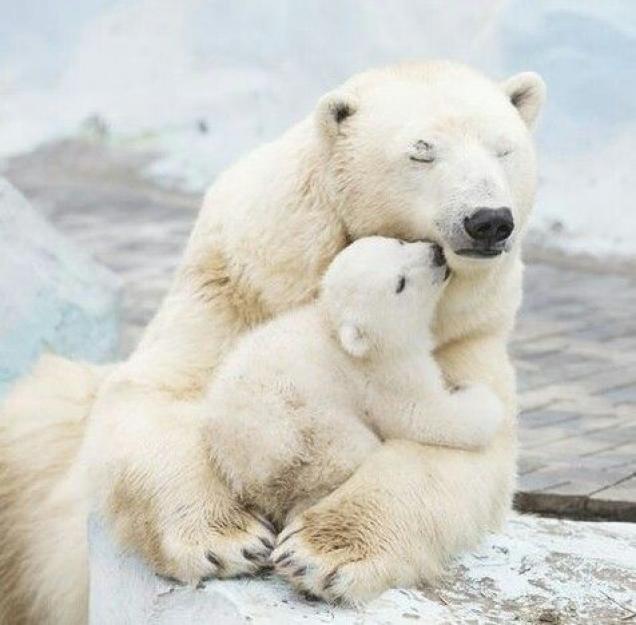 Baby Polar Bears
