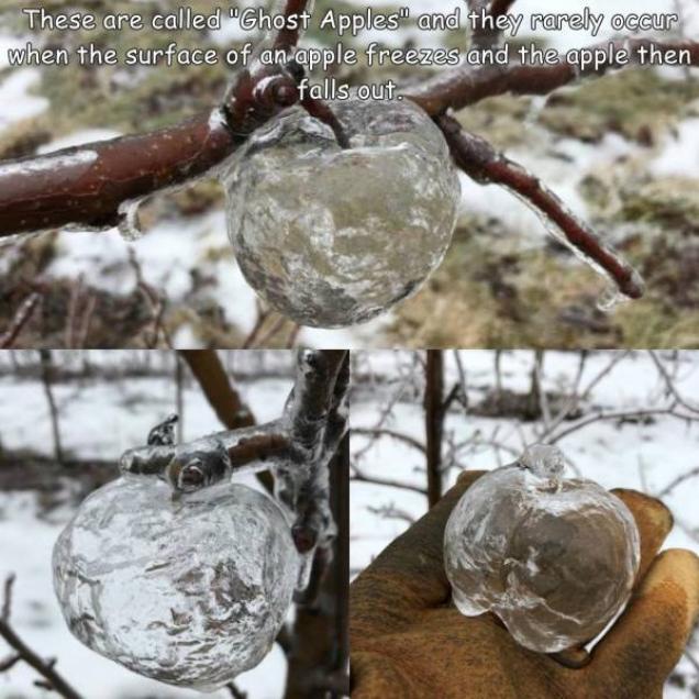 48 Fascinating Photos For Your Gandergobs