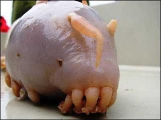 Real Creatures You've Probably Never Seen Before