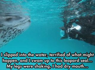 Face off with Sea Lion
