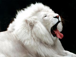 Beautiful Albino Animals