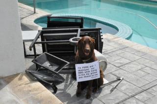 Dog Shaming