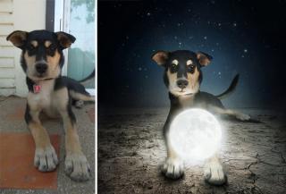 Artist Creates Images With Shelter Dogs To Help Them Find Homes.