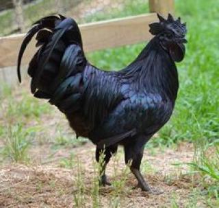 Big black cocks