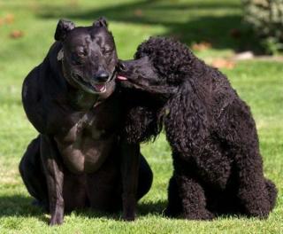 10 Most Muscular Dogs of All Time