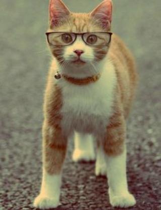 Cats Wearing Sunglasses and Goggles Enough Said