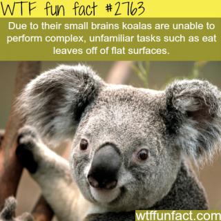 48 WTF Fun Facts