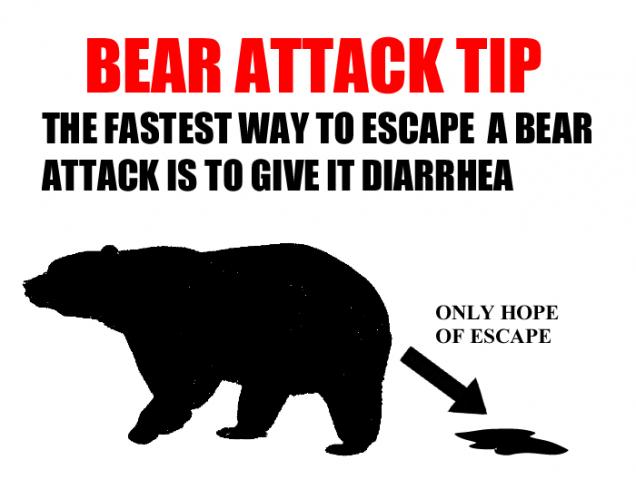 Bear In Mind These Bear Facts In Case of a Grizzly Situation or You May End Up Bruined.
