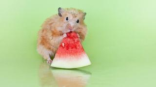 16 Pictures of Animals Eating Fruit.