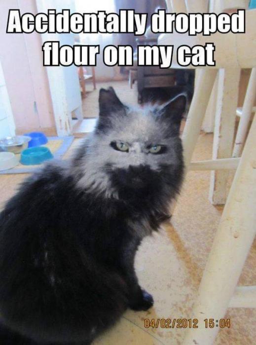 Wacky animals for your Wednesday