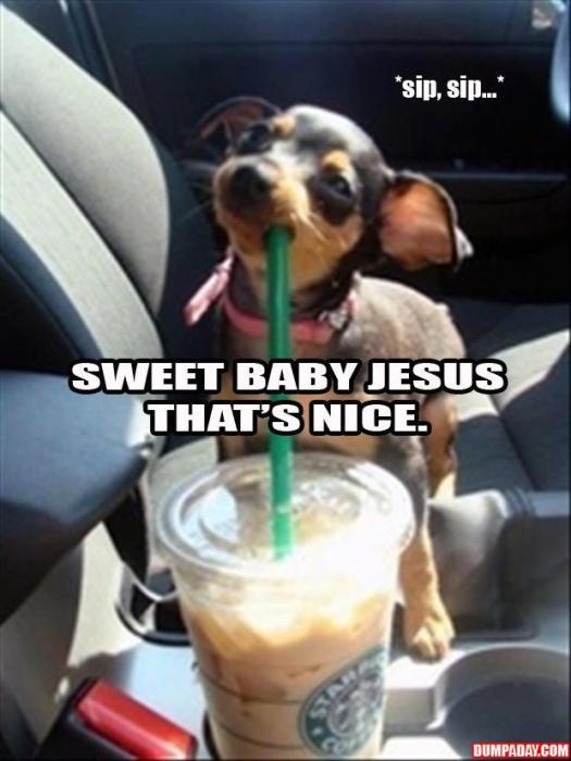 animals acting like humans