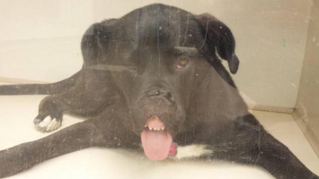 16 in Honor of Dog Day