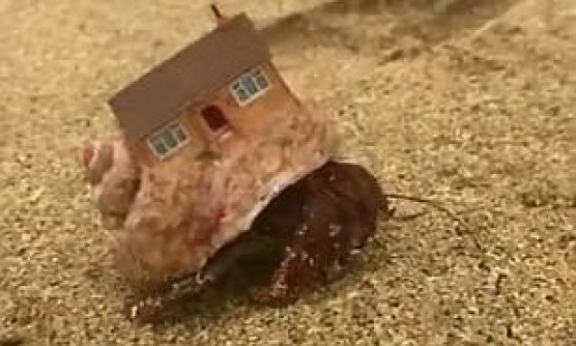 15 images showing the weirdness of Hermit Crabs