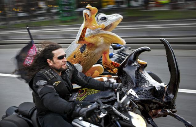 Epic Photoshop Battle of A Frog Riding A Beetle