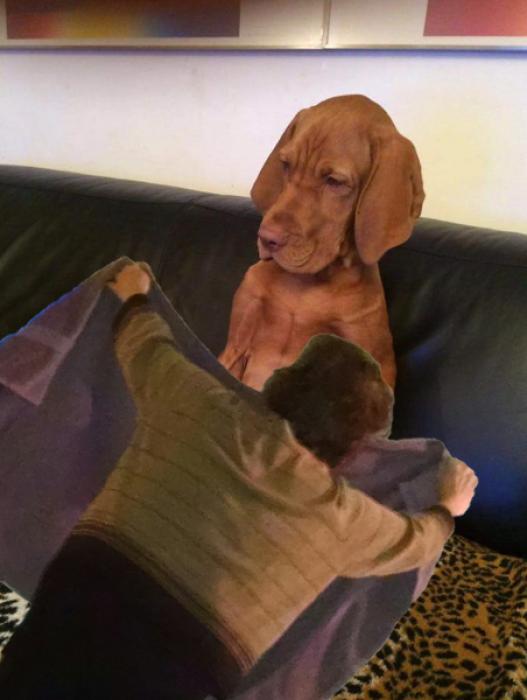 Photoshop Contest Of A Puppy With A Broken leg