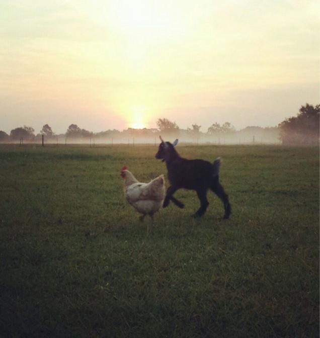 20 TOP Pics Animals AWW Of The Day (03-29-2016)