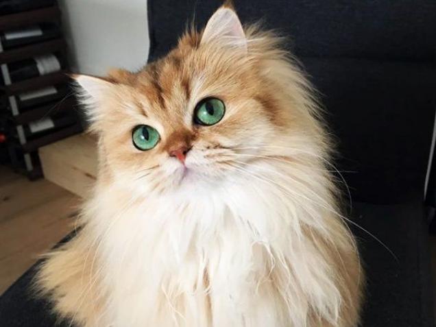 Top 25 most beautiful cats of 2016