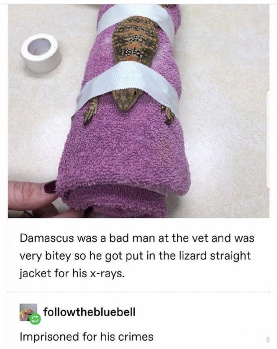 Forty-Four Memes To Waste The Day Away