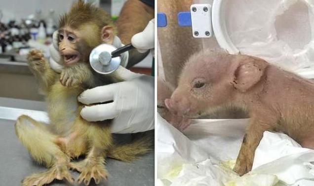 Scientists Create World's First Pig-Monkey Chimera