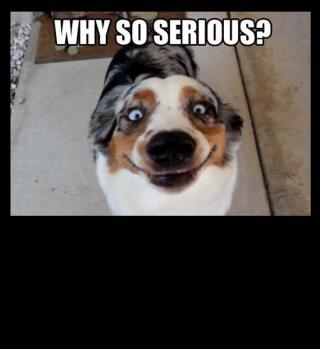 DOGS HERPING AND DERPING